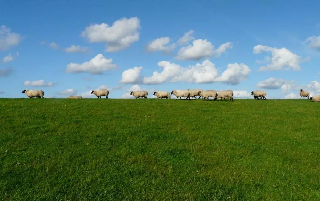 Blain’s Farm & Fleet Recognized by Newsweek and USA TODAY for Outstanding Online Shopping and Customer Service